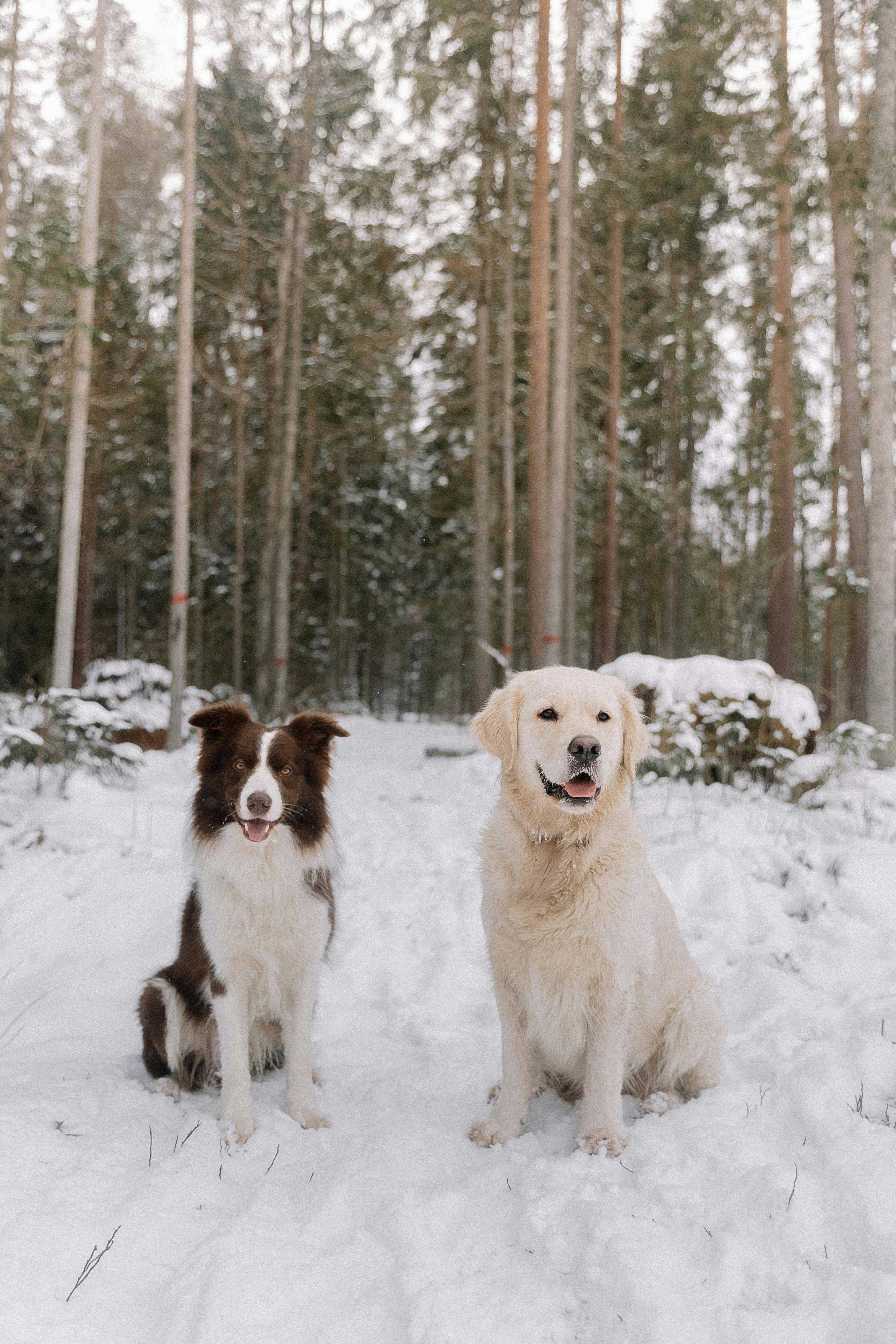 Den bedste måde at omplacere din hund på: En guidet rundtur