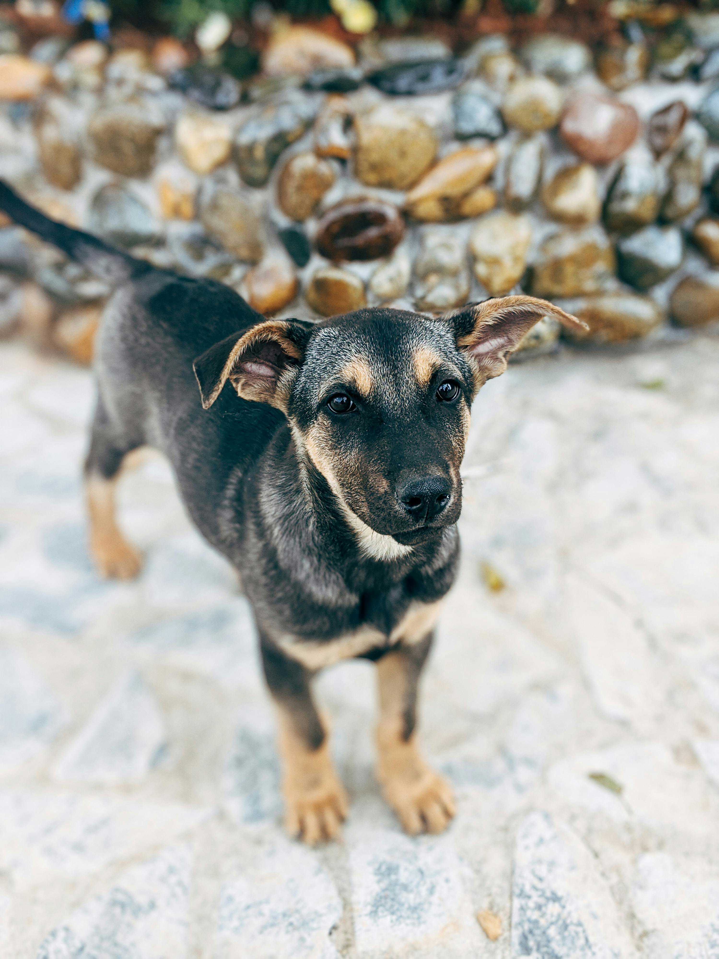 Er det sikkert at købe en hund på Gul og Gratis?