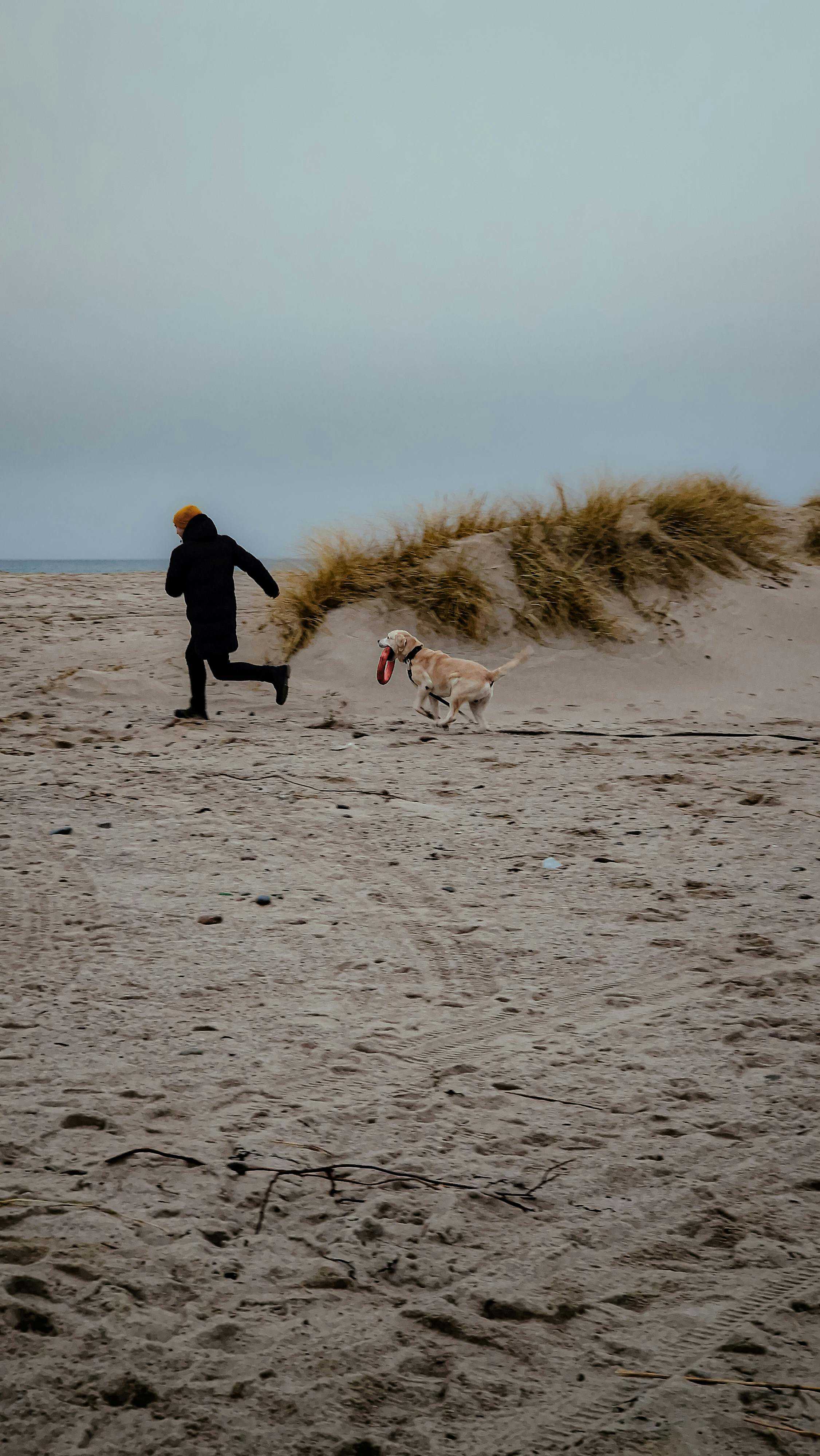 Er hund og ulv den samme art?