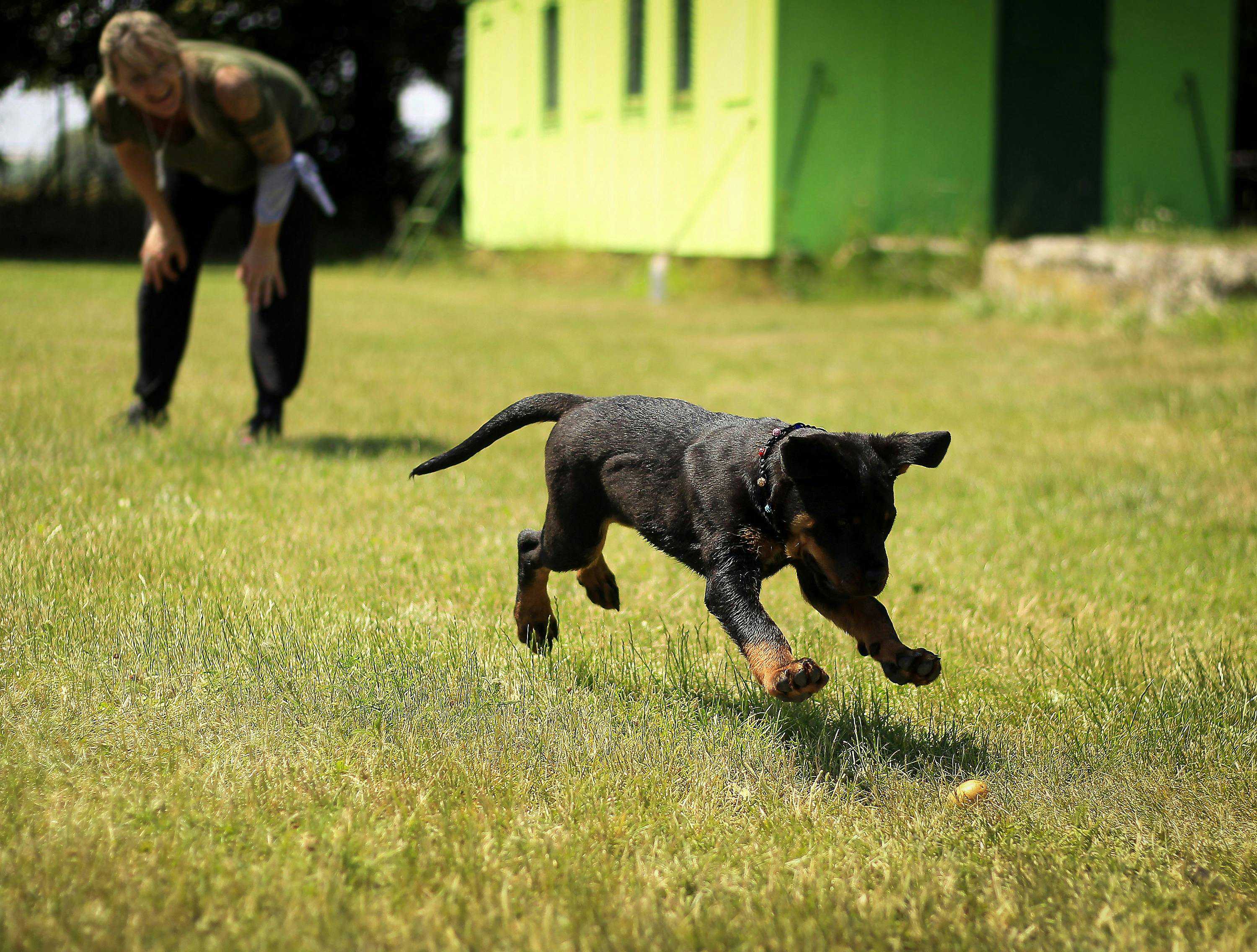 Guide til god socialisering af hundehvalpe