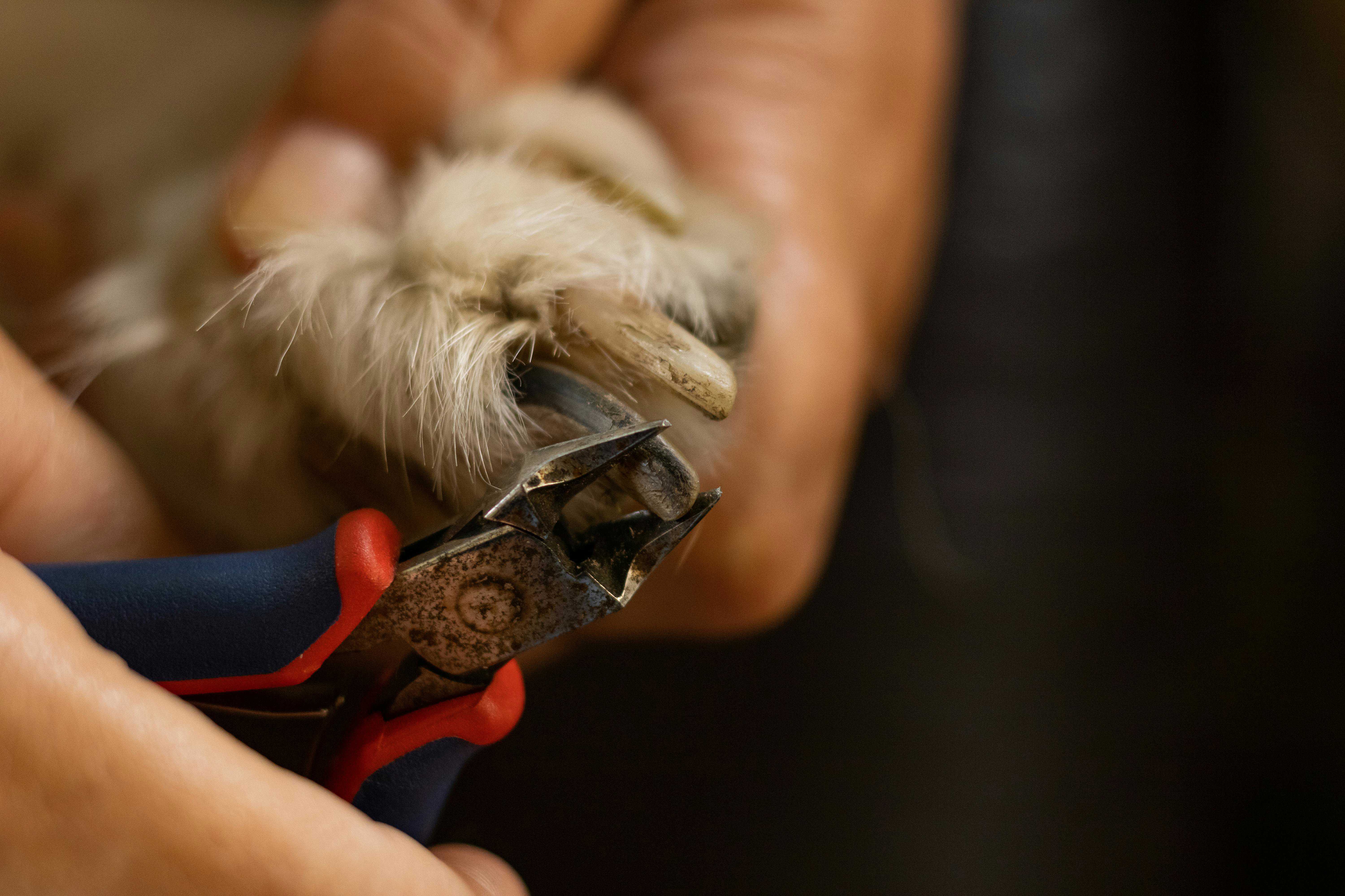 Guide til korrekt negleklipning for din hund