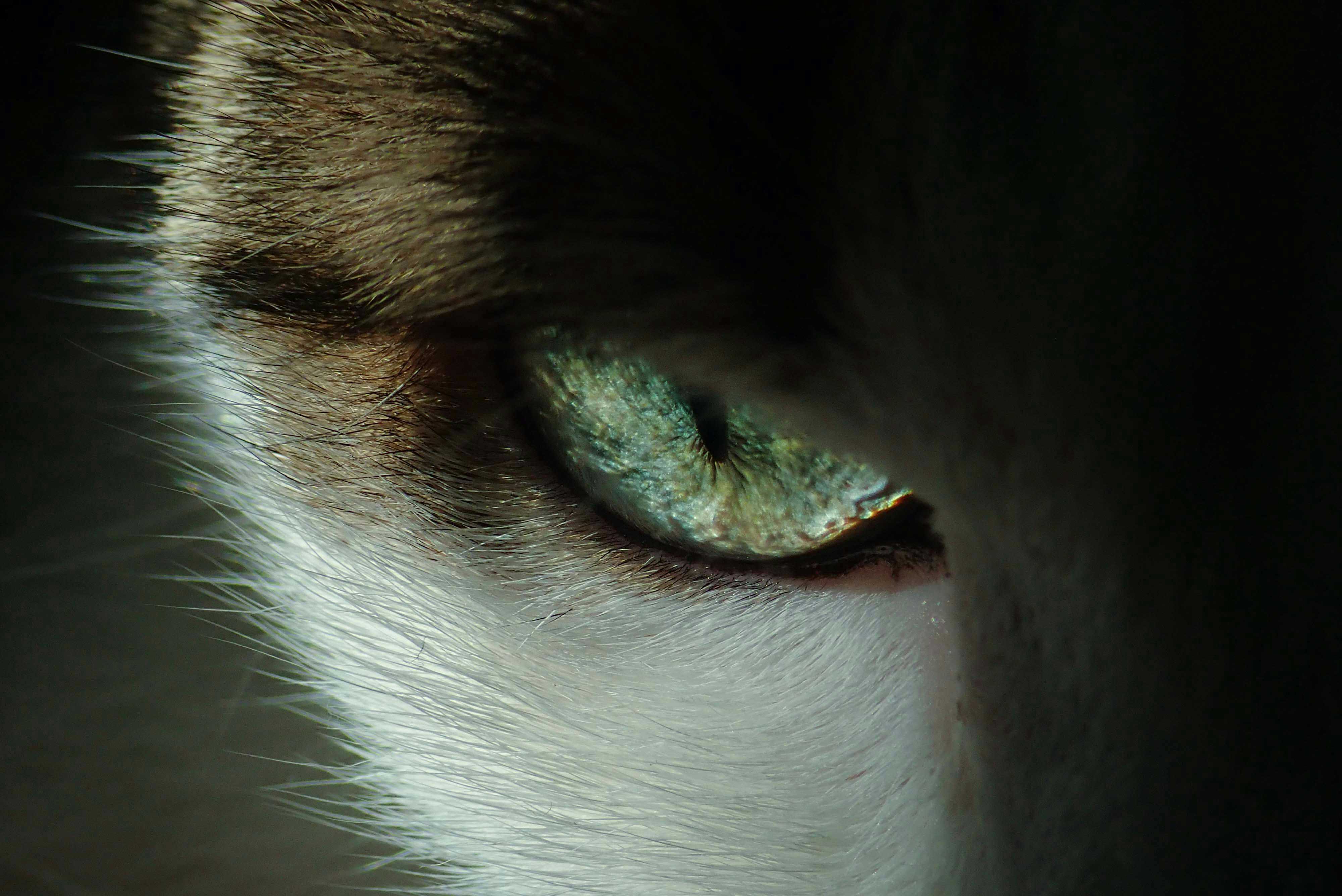 Hvad bør man anskaffe sig først, en hund eller en kat?