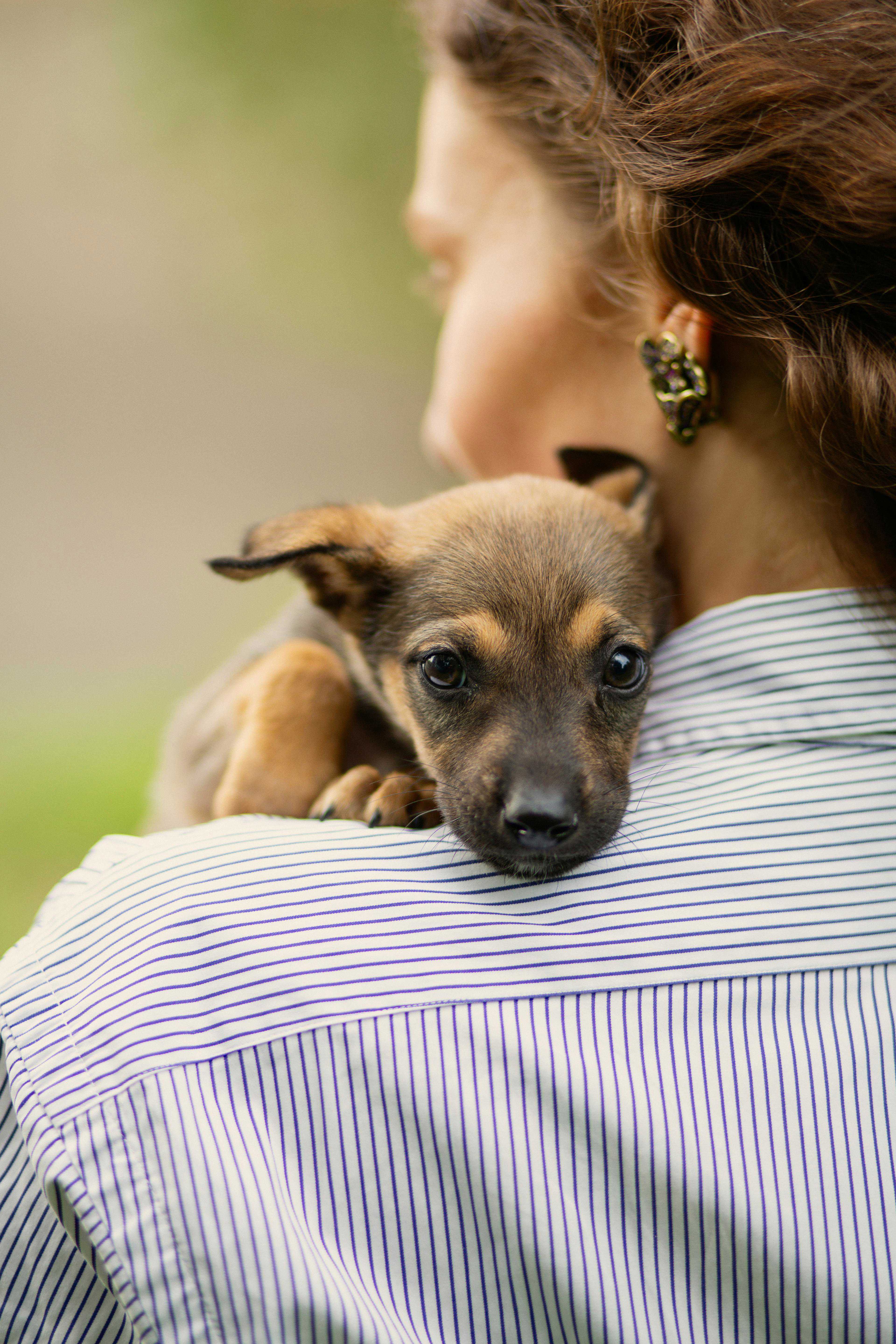 Hvem skal man kontakte ved løse hunde?