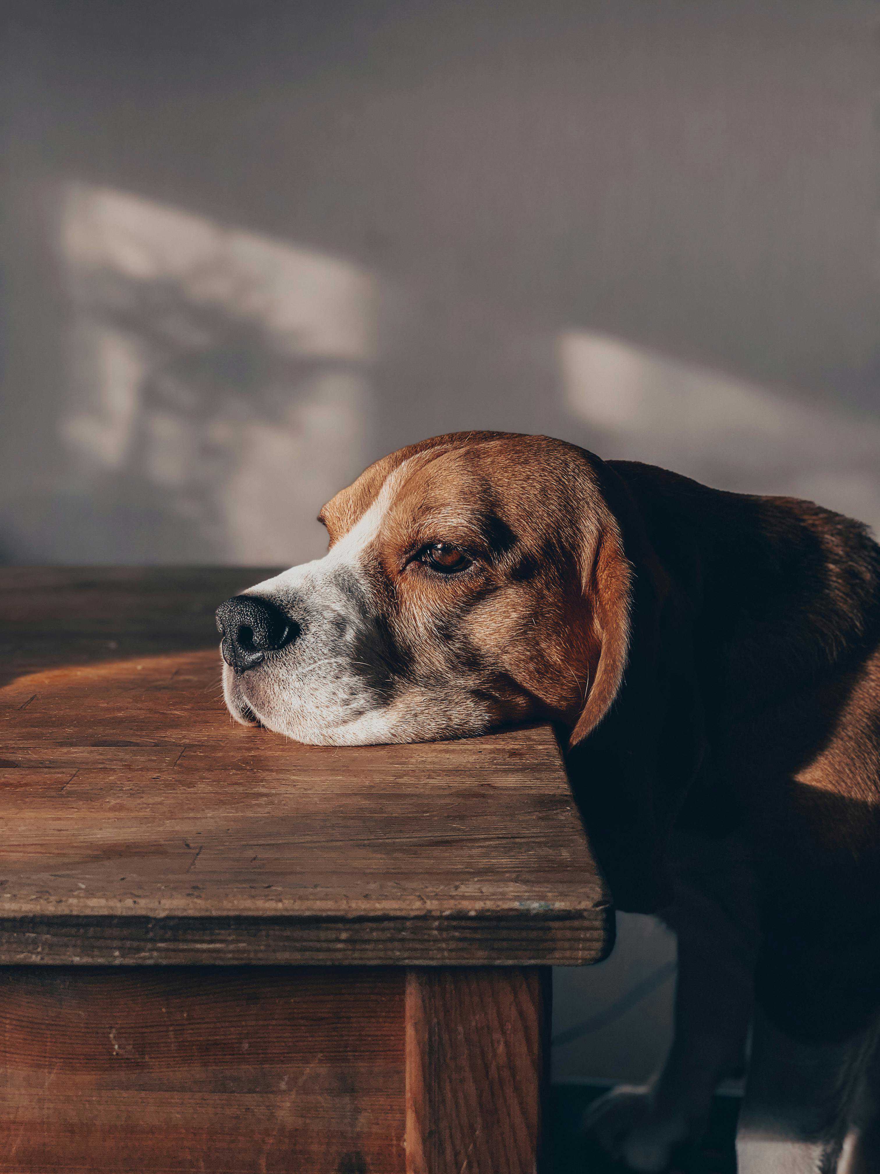Hvordan hjælper man en hund med dårlig mave?