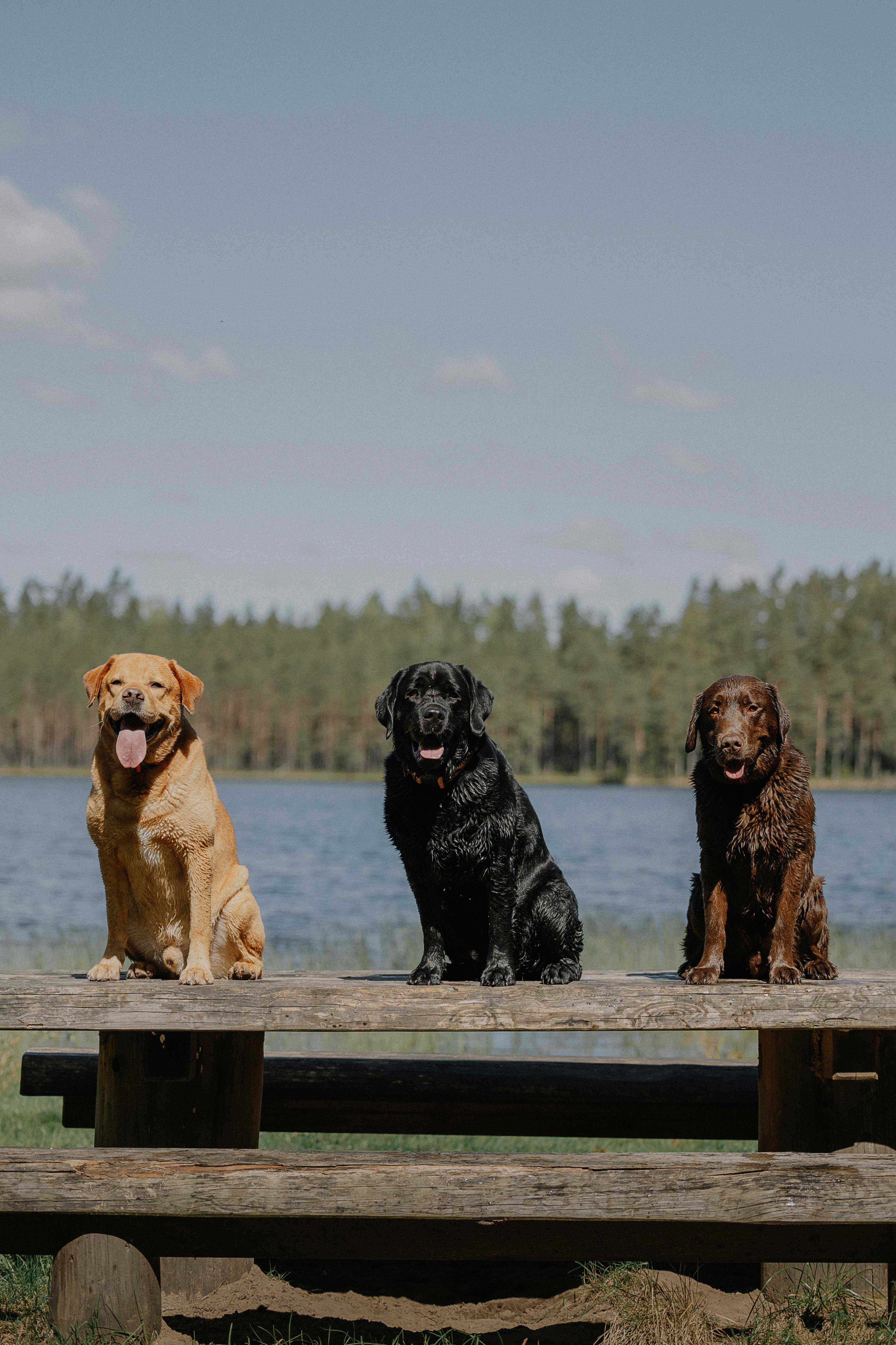 Hvordan holder man sin hund kølig om sommeren?