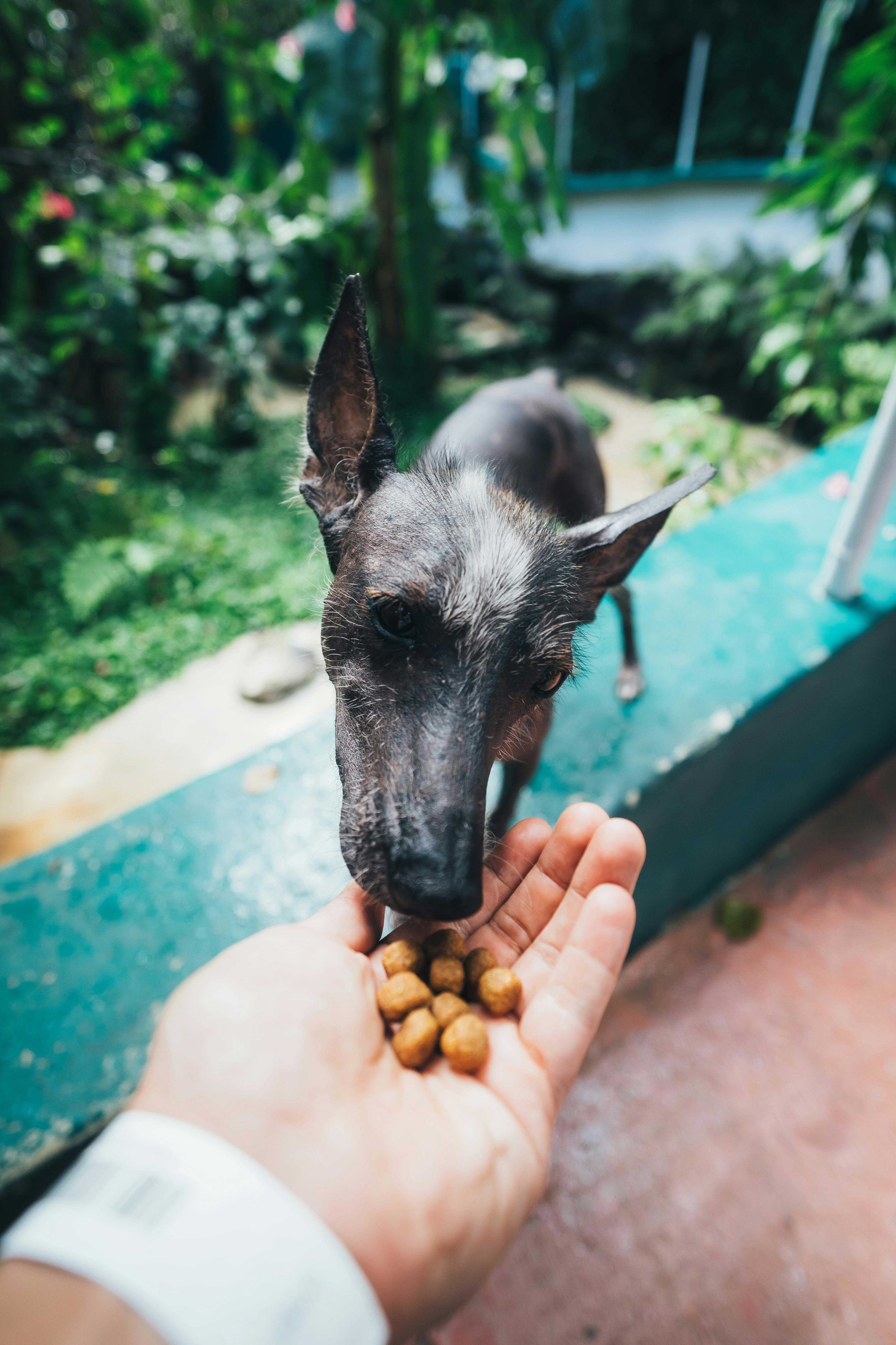 Hvordan kontrollerer du, om din hund får for meget protein?