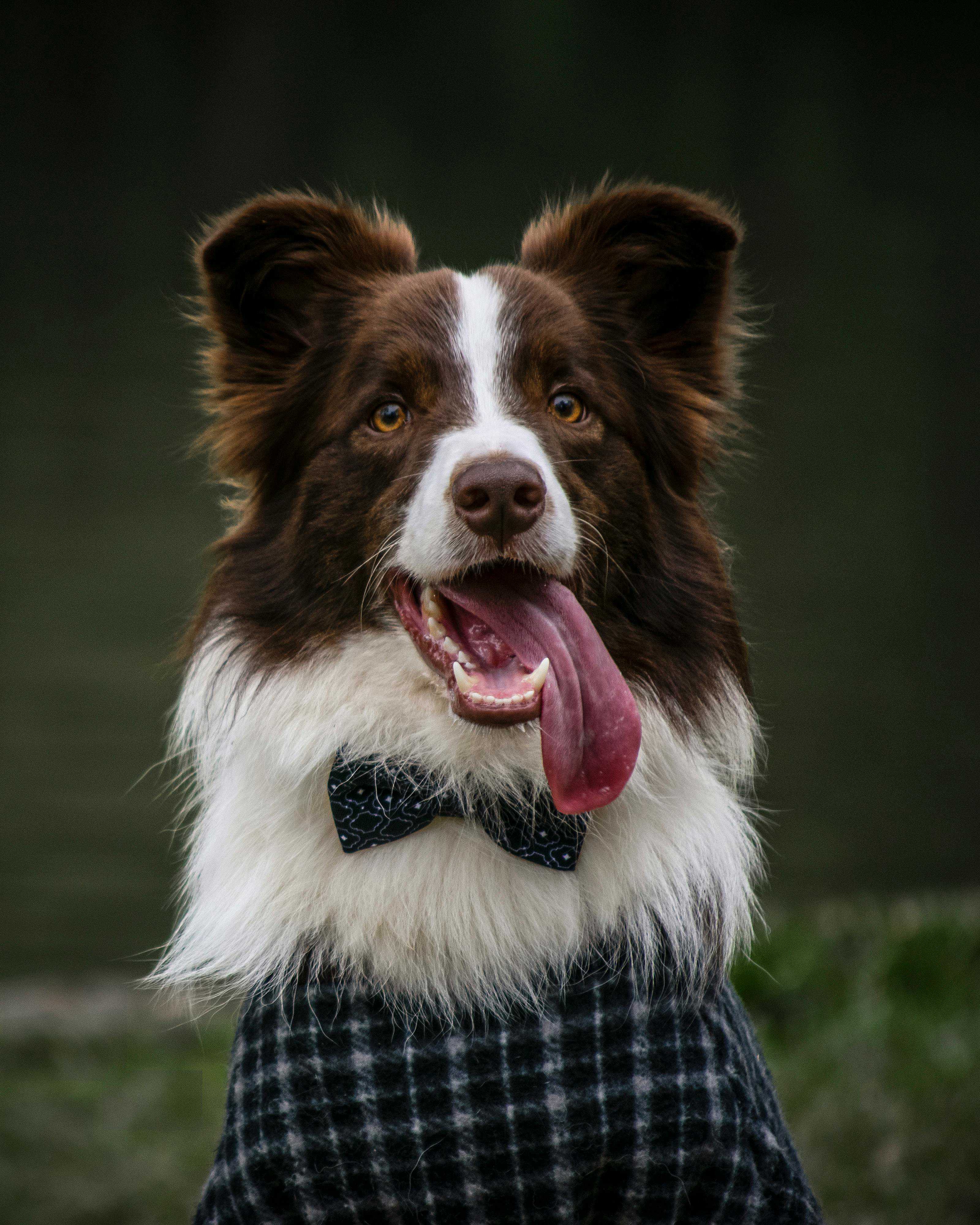 Hvordan vælger man tøj til en hund?