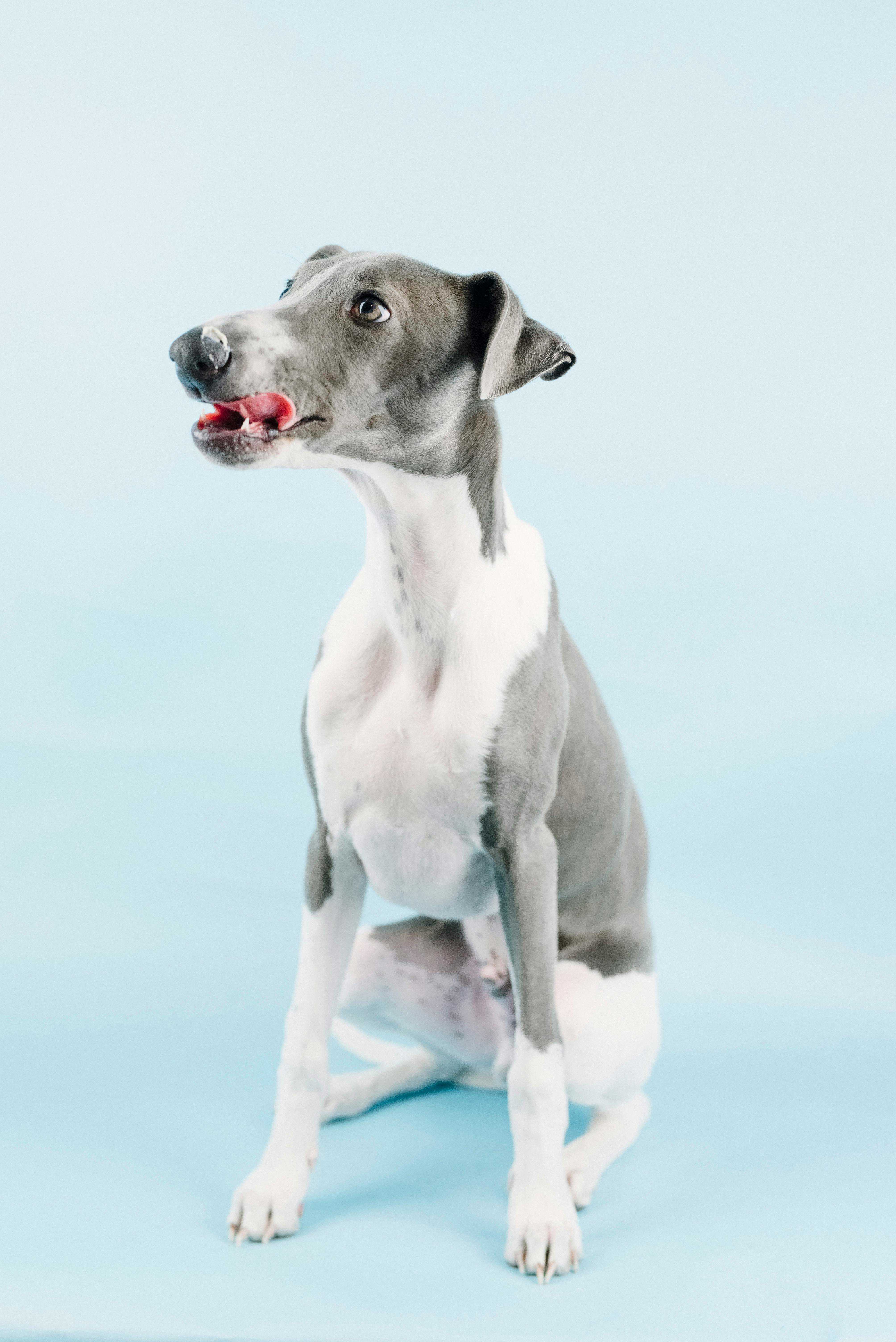 Hvorfor Har Nogle Hunde Blå Tunge? En Dybdegående Analyse