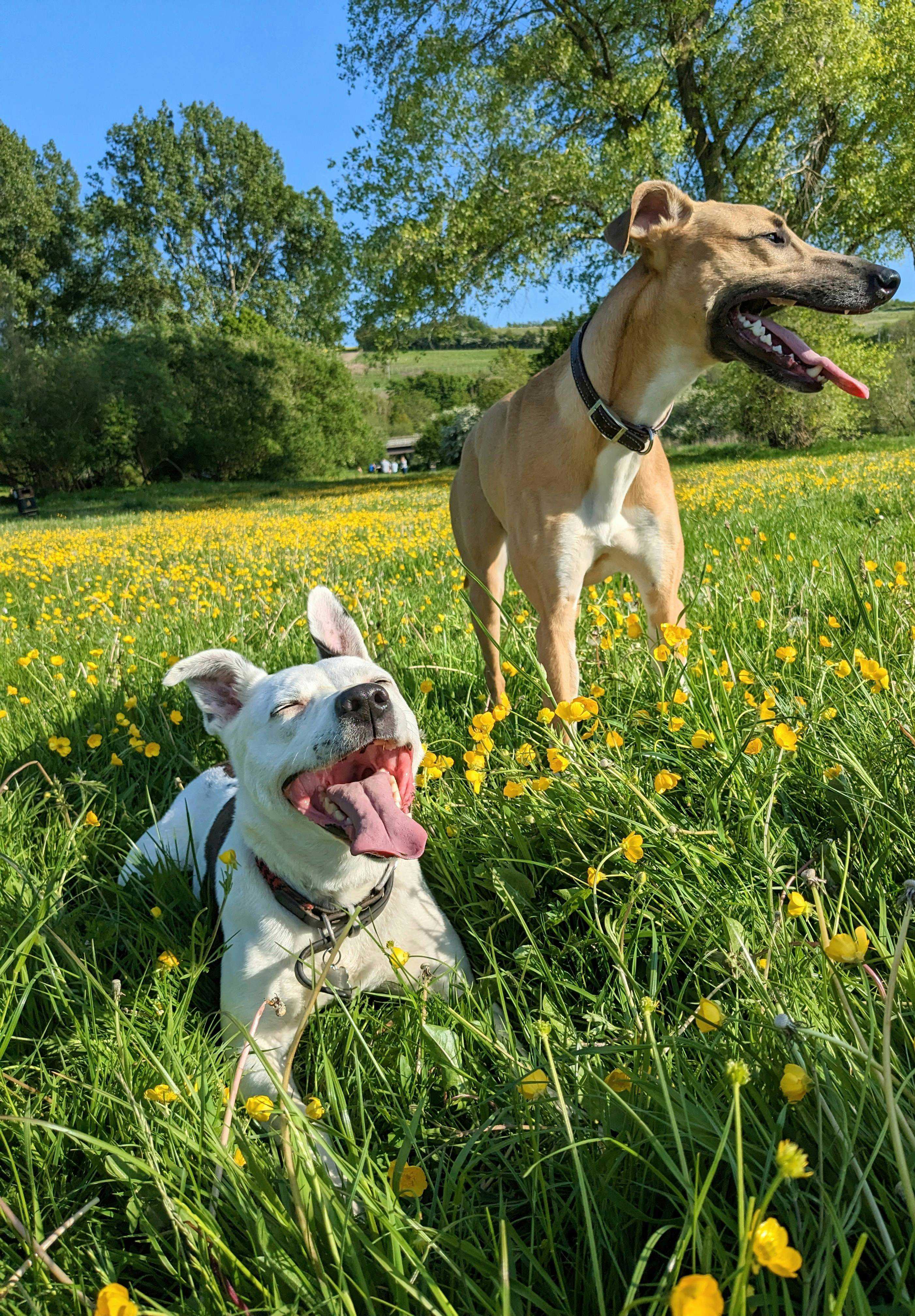 Introduktion af en ny hund til familien med en eksisterende hund