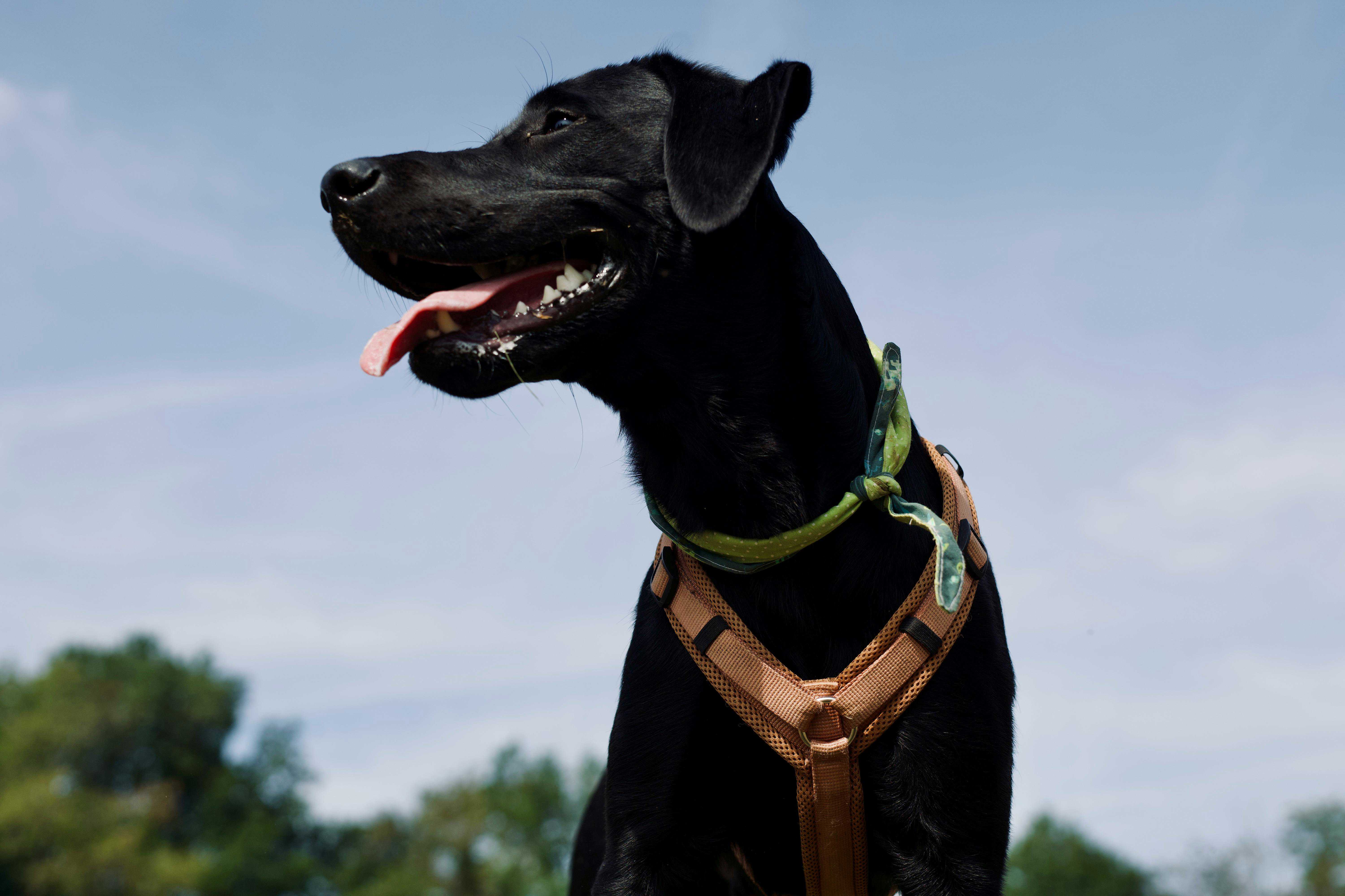 Sådan Opretholder Du Sund Mundhygiejne For Din Hund