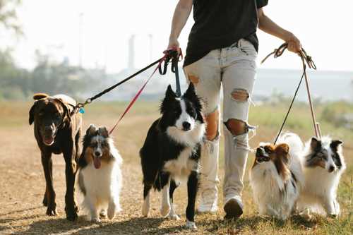 Undgå at din hund bider i snoren under gåture