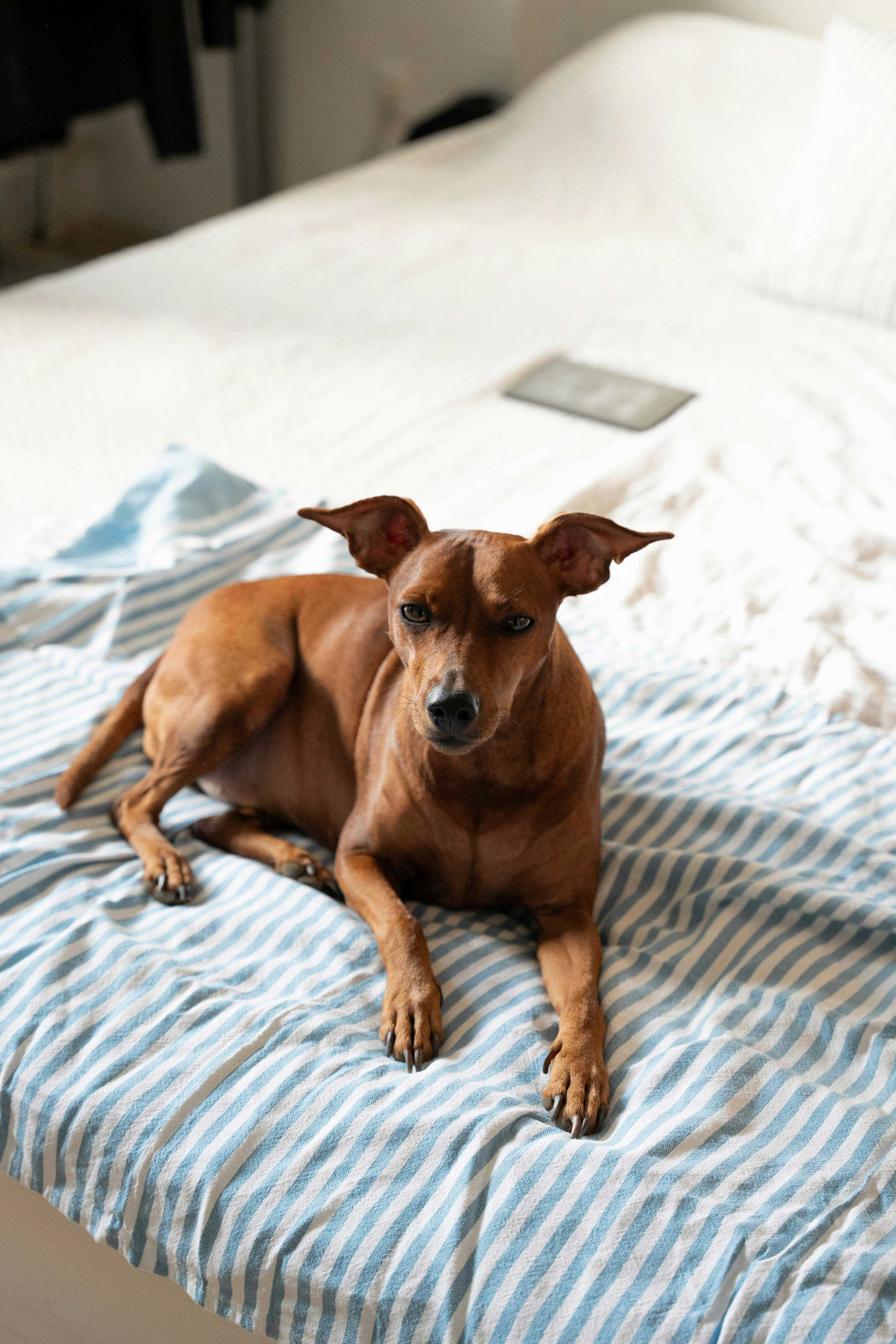 Vaccination Guide for Hunde: Beskyt Dit Kæledyr