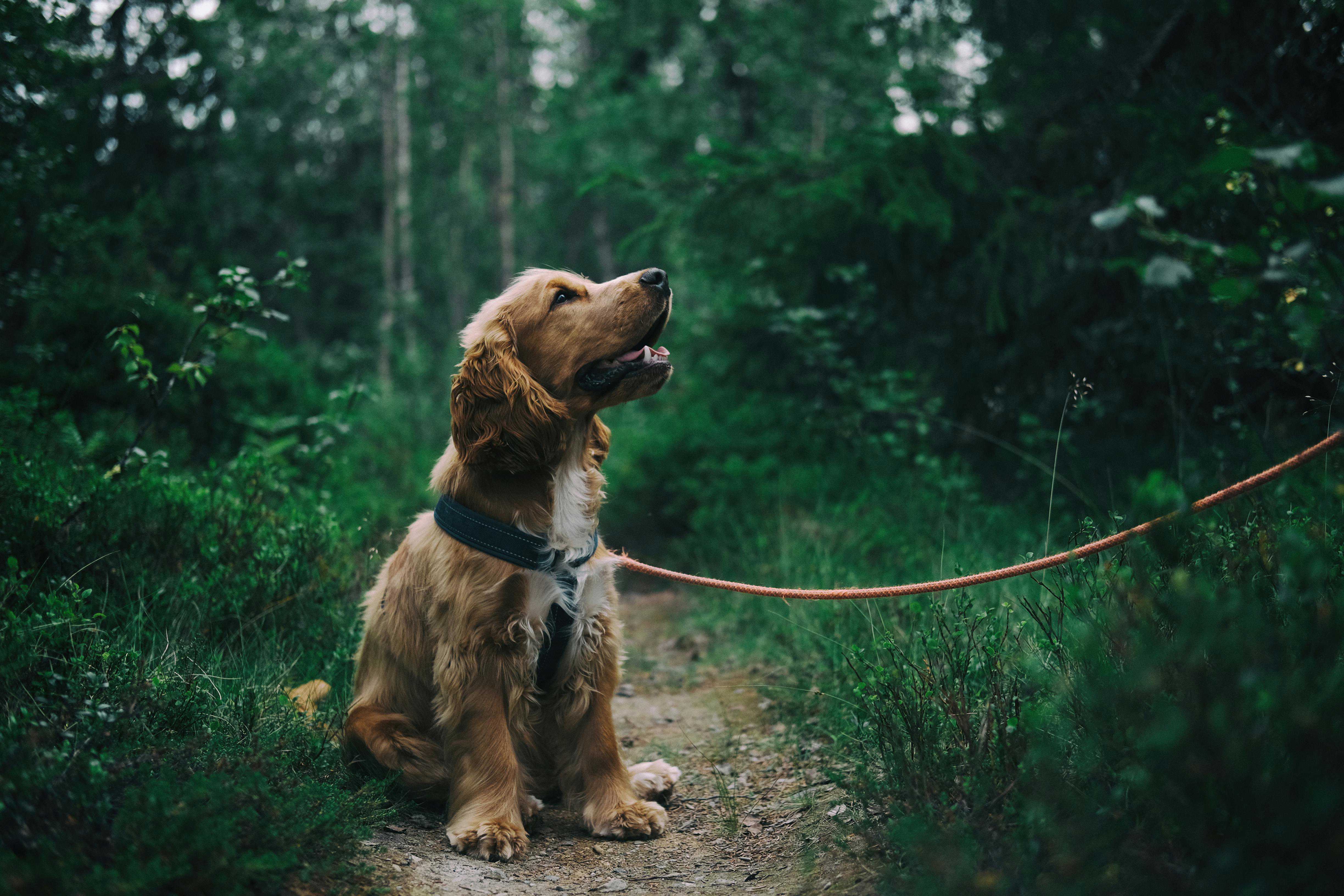 Guide: Sådan tager du din hund med til Sverige