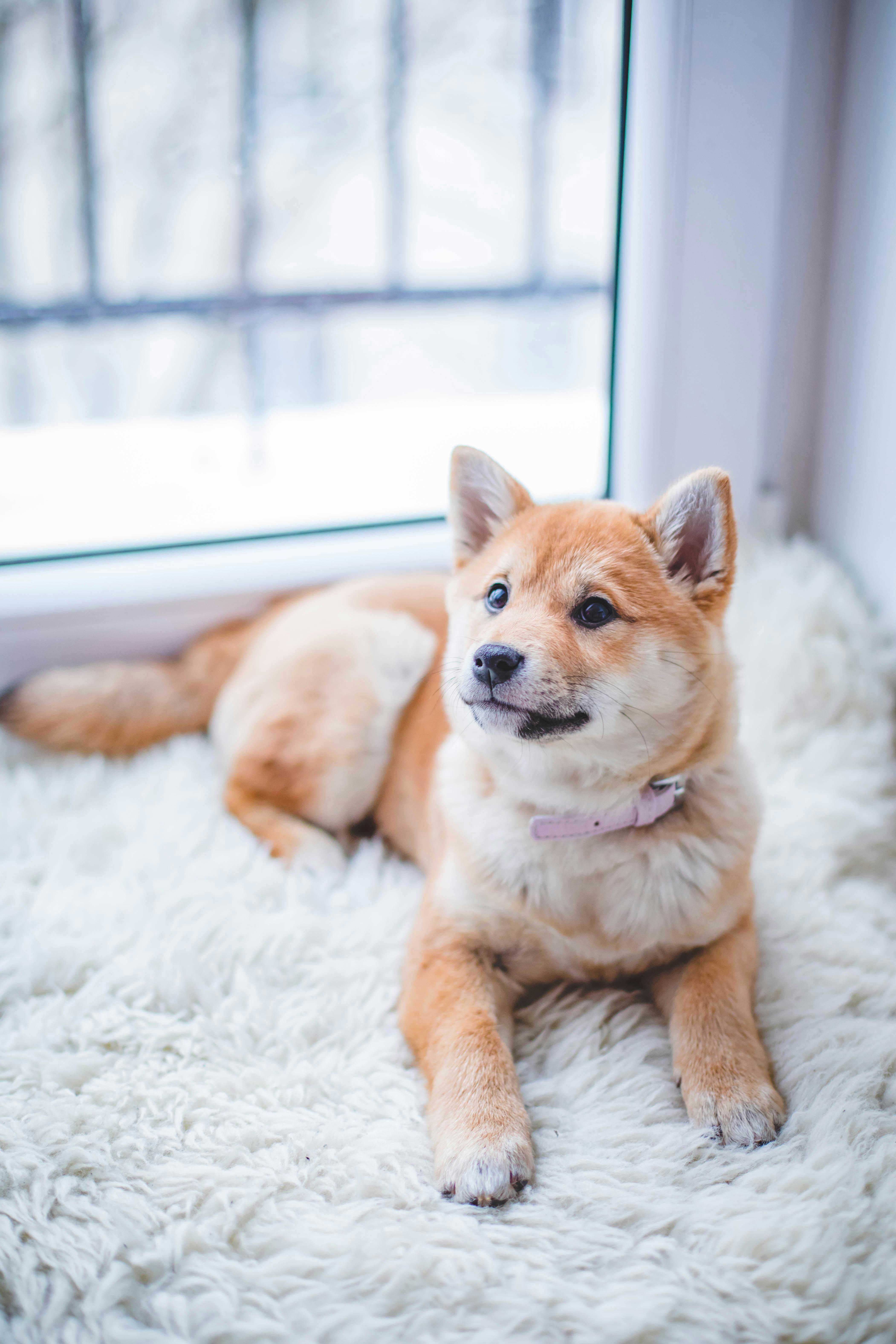 Håndtering af en hund med for meget mavesyre
