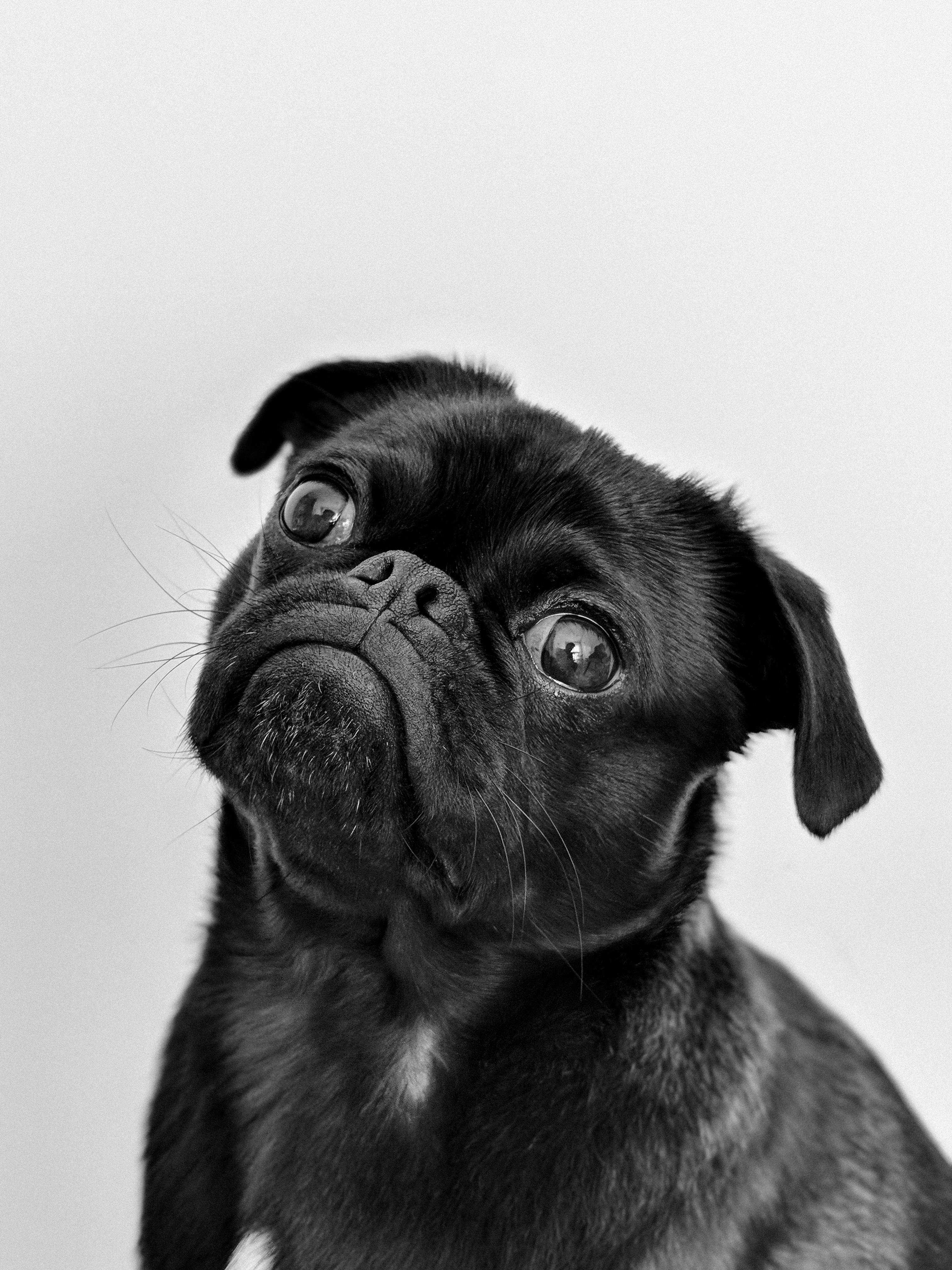 Hvordan håndterer man det, når ens hund bider et barn?