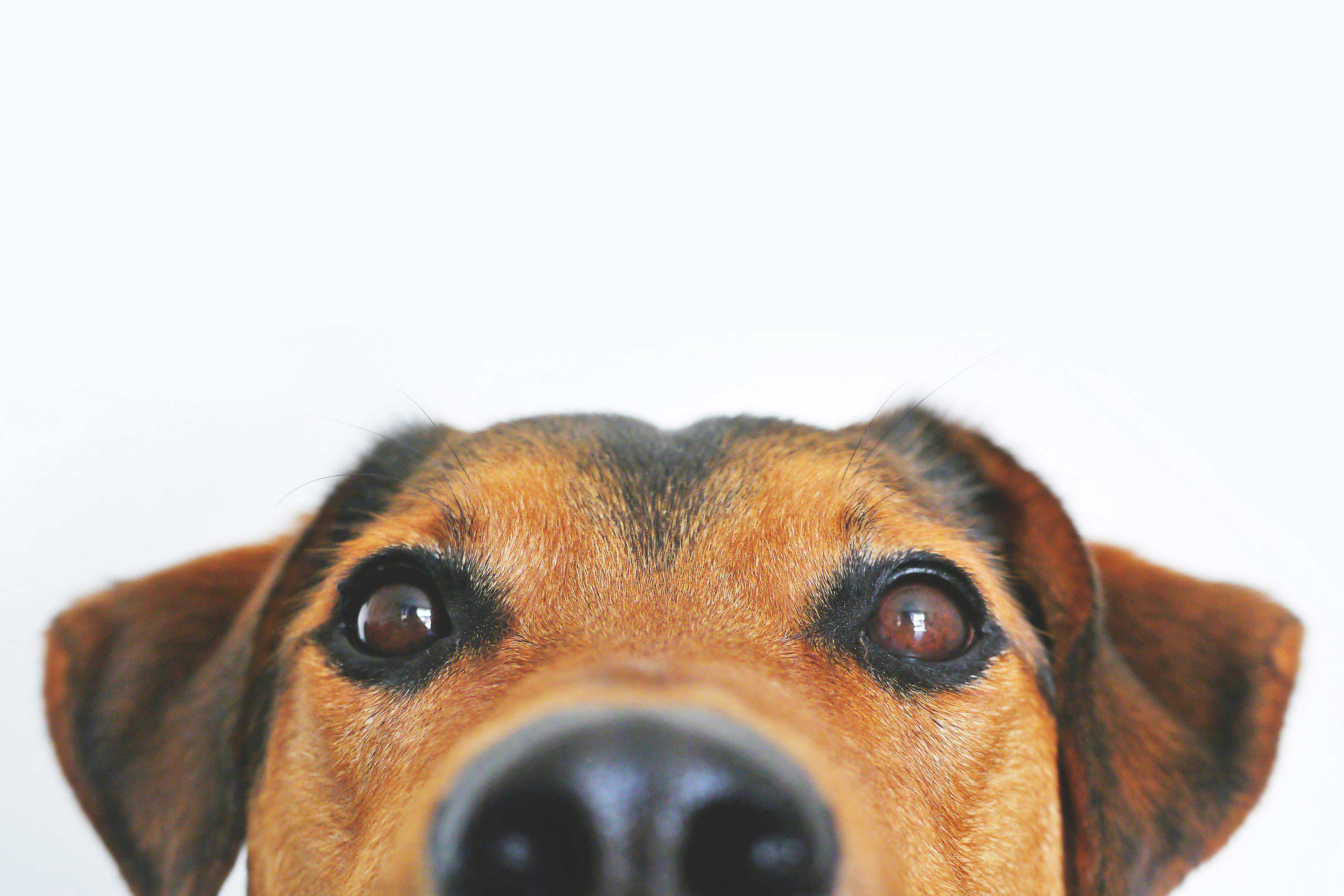 Hvorfor Har Nogle Hunde Blå Tunge? En Dybdegående Analyse