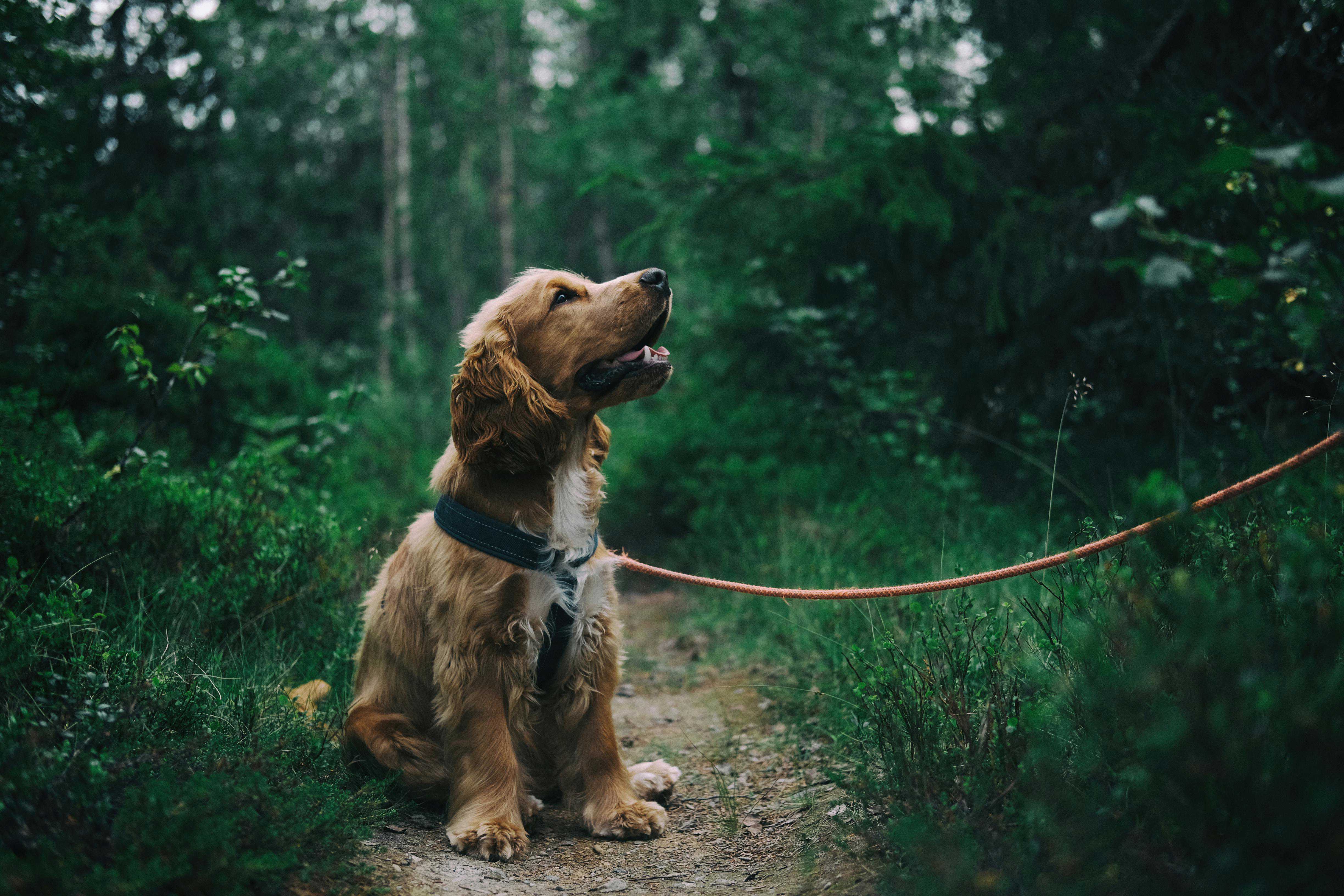 Undgå at din hund bider i snoren under gåture