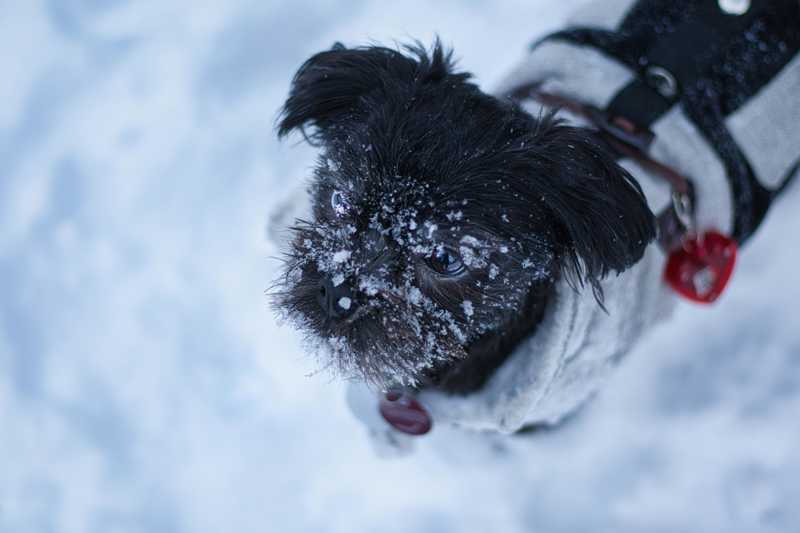 Affenpinscher historie