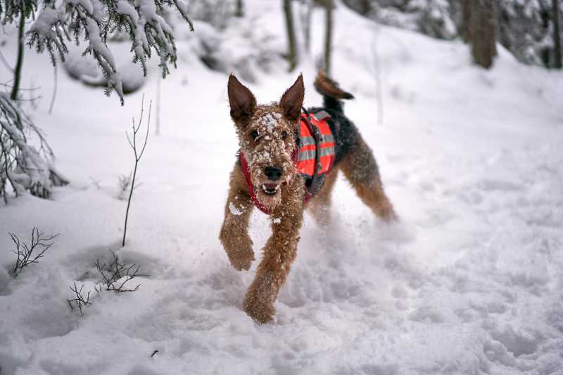 Airedale Terrier historie