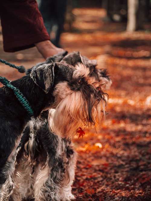 Airedale Terrier