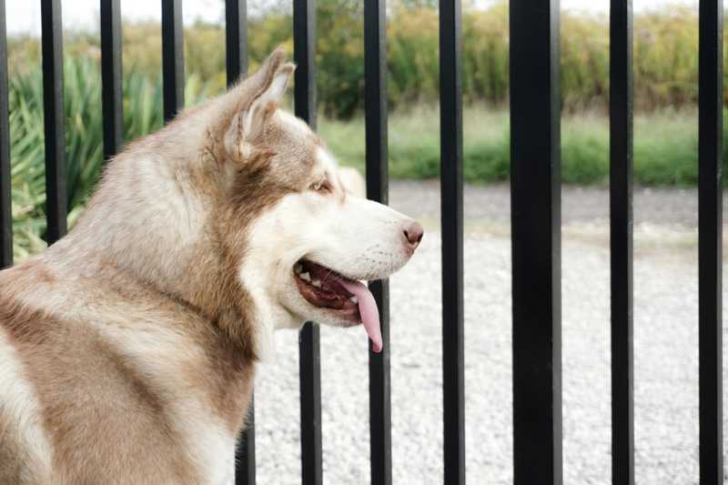 Alaskan Husky historie