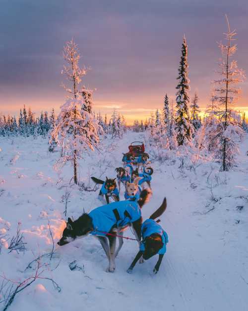 Alaskan Husky