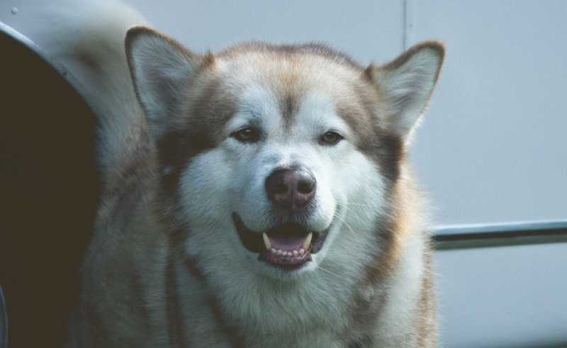 Alaskan Husky udseende