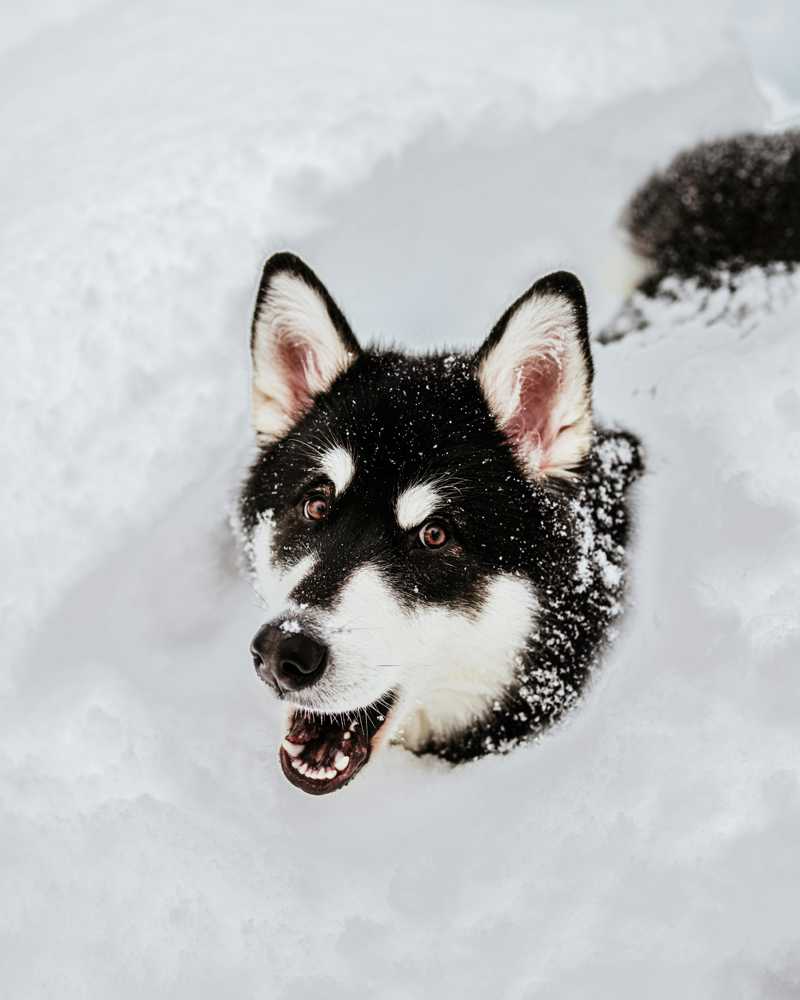 Alaskan Malamute historie