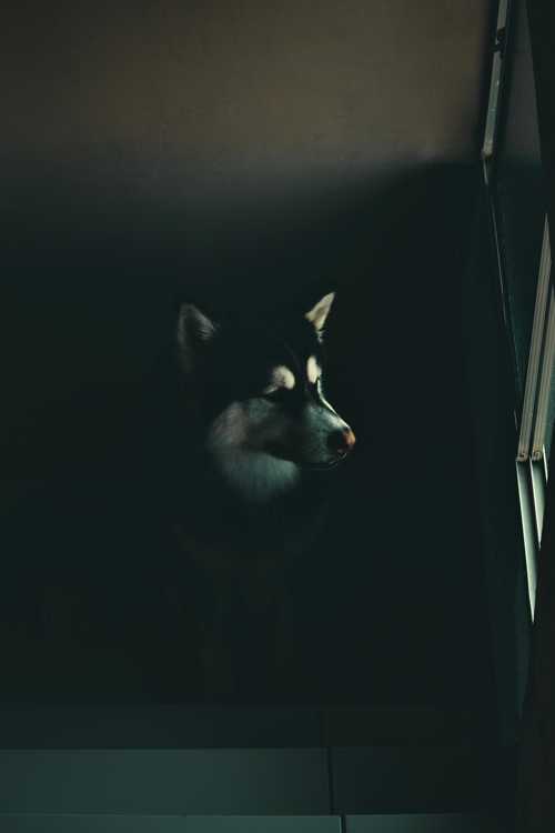 Alaskan Malamute racebeskrivelse