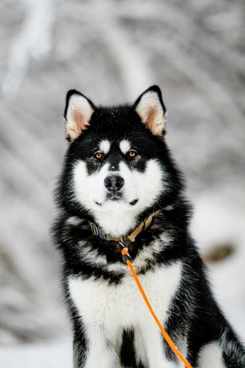 Alaskan Malamute