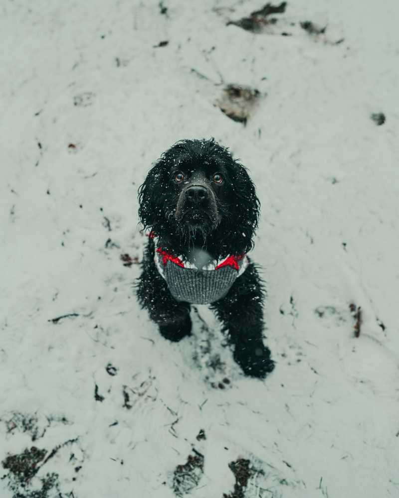 Amerikansk Cocker Spaniel historie