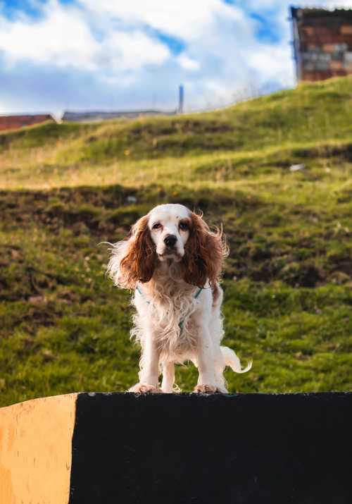 Amerikansk Cocker Spaniel racebeskrivelse