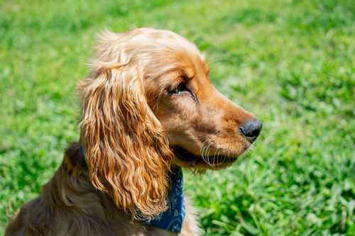 Amerikansk Cocker Spaniel