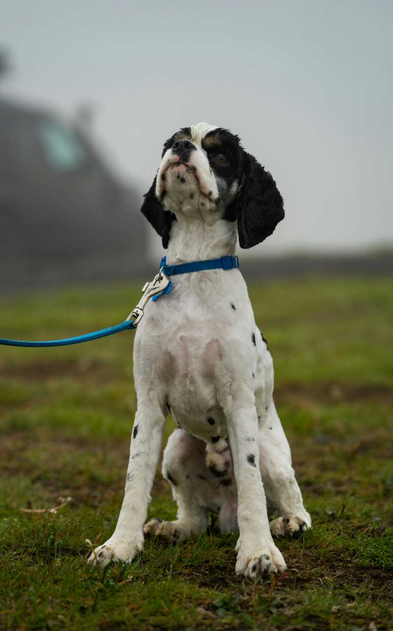 Amerikansk Cocker Spaniel udseende