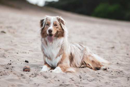 Australian Shepherd