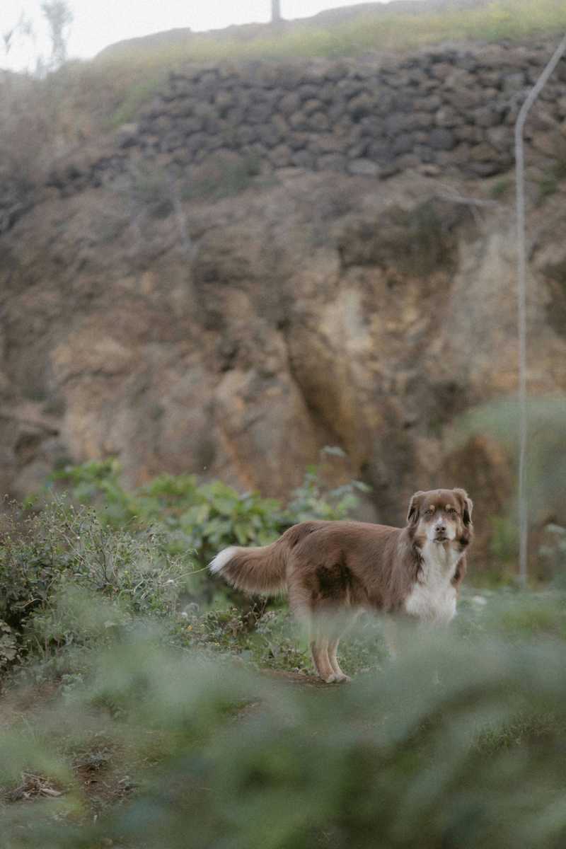 Australian Shepherd udseende