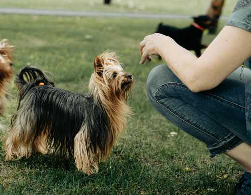 Australian Silky Terrier