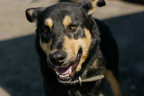 Australian Stock Dog Working Kelpie racebeskrivelse