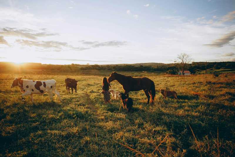 Australsk Cattle Dog historie