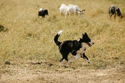 Australsk Cattle Dog