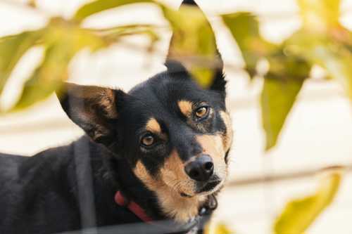 Australsk Kelpie