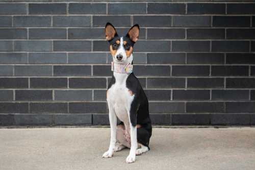 Basenji racebeskrivelse