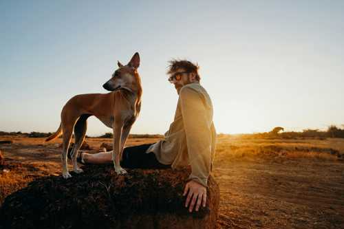 Basenji