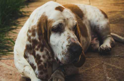 Basset Bleu De Gascogne