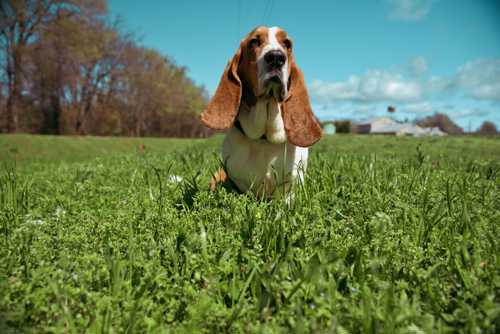 Basset Fauve De Bretagne racebeskrivelse