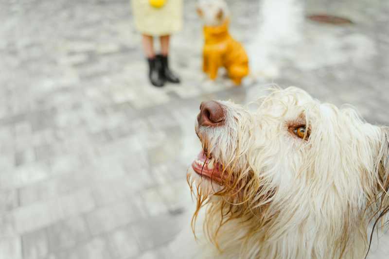 Bearded Collie historie