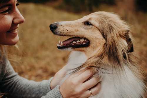 Bearded Collie racebeskrivelse