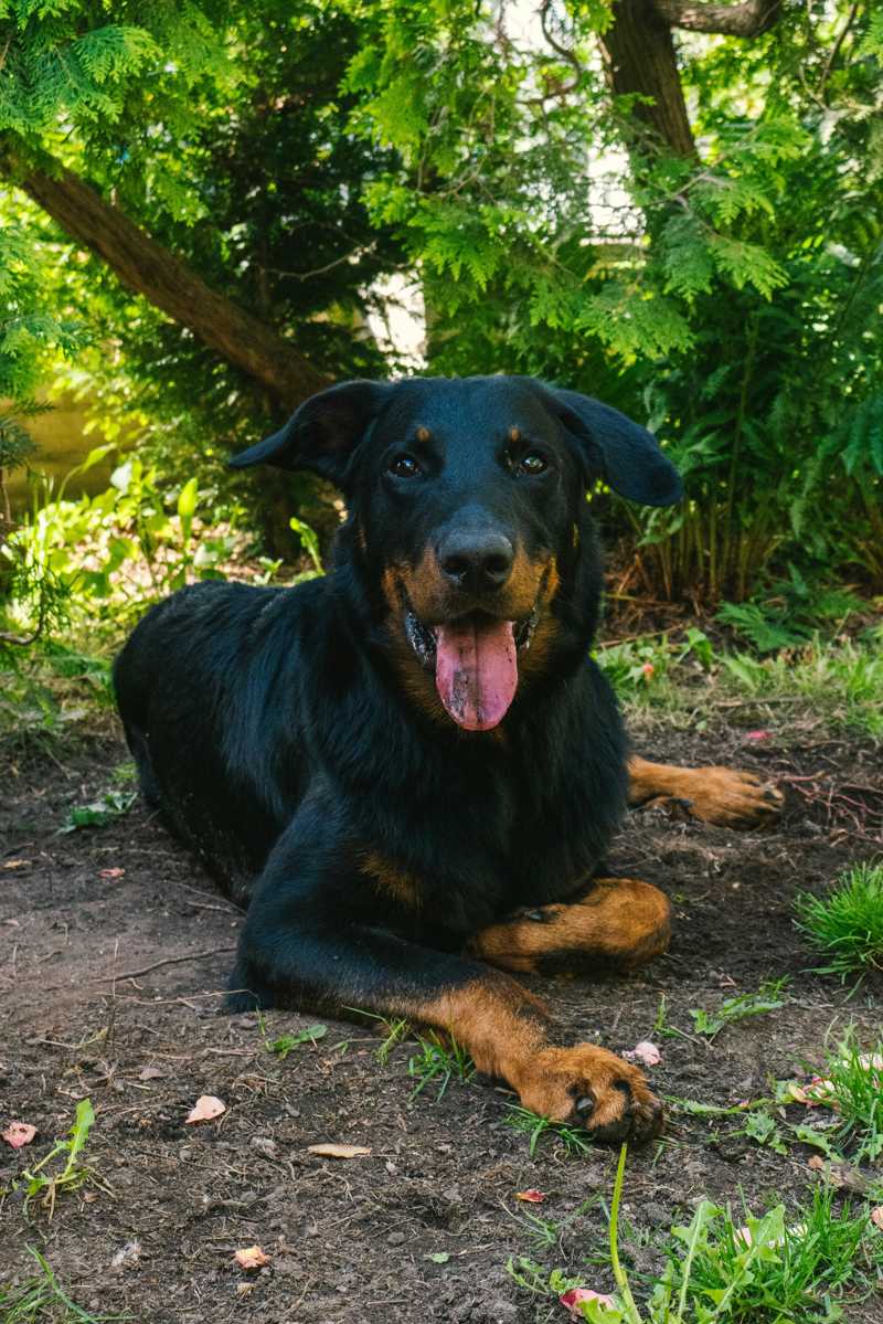 Beauceron historie