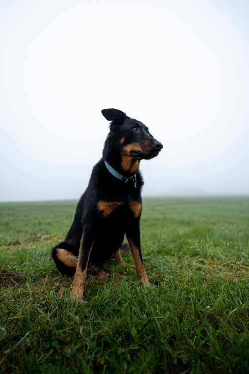 Beauceron