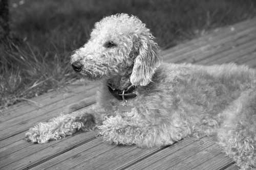 Bedlington Terrier